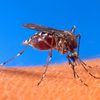 Mosquitoes Kill A Third Person In Connecticut